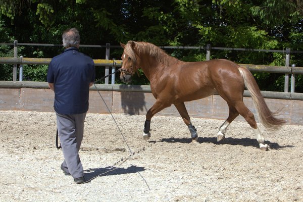 Horse training