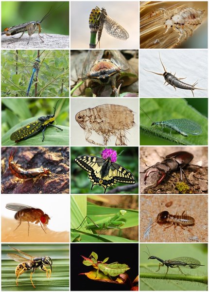 entomologist