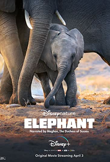 فیل فیلم