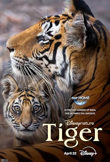 ببر فیلم