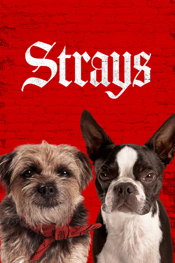 Strays فیلم