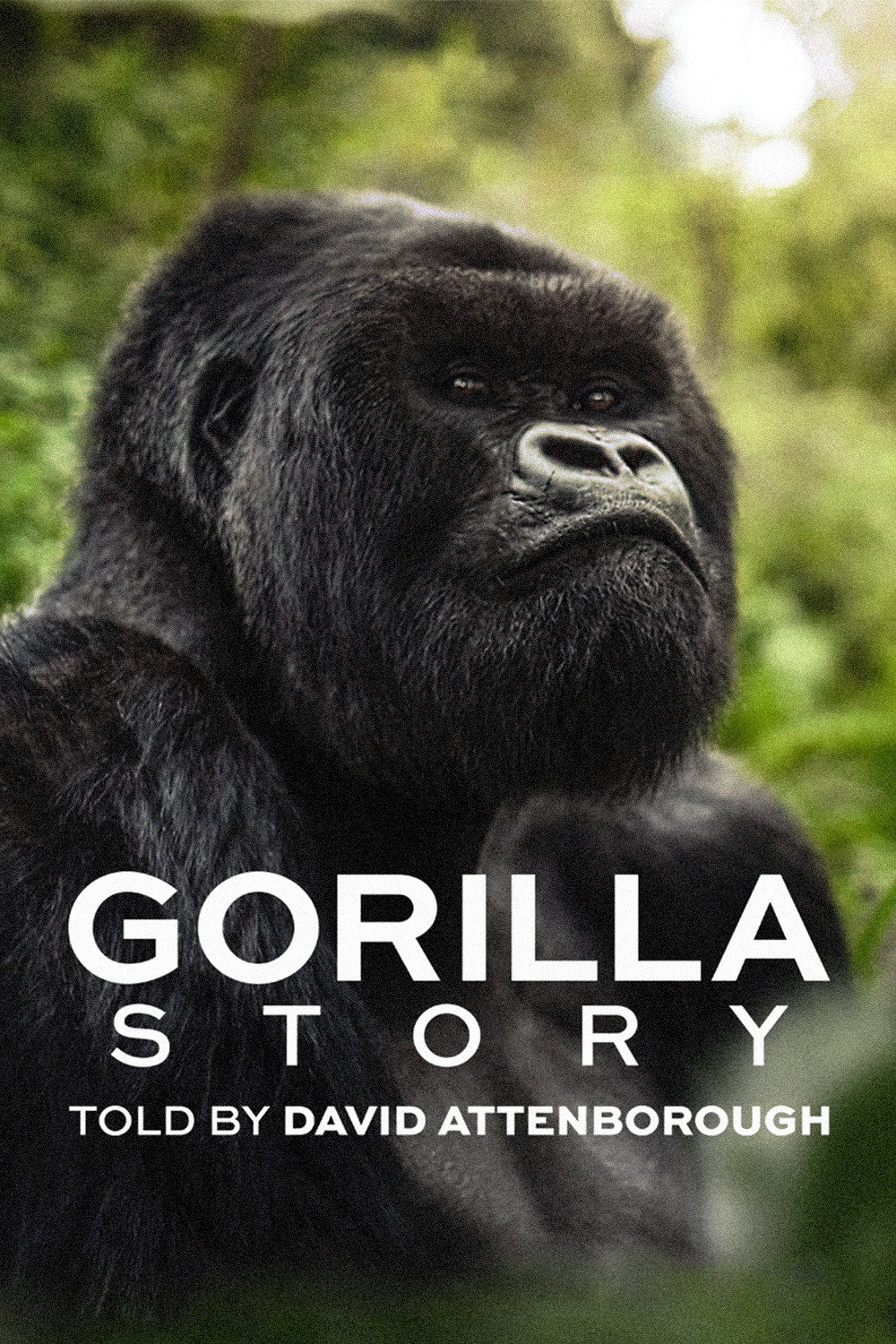 مستند داستان یک گوریل: به روایت دیوید آتنبورو A Gorilla Story: Told by David Attenborough فیلم