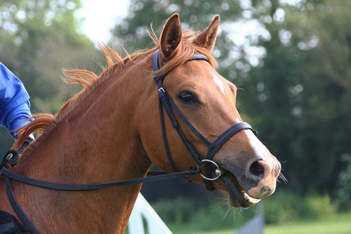 David Bridle